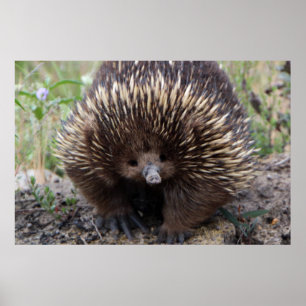 Poster Adorável Echidna Australiana