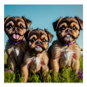 Póster Adorável Griffon Puppies em Bruxelas