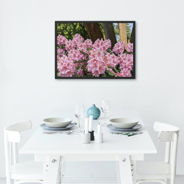 Póster Adorável Rhododendron Blooms Floral Rosa (In Situ)