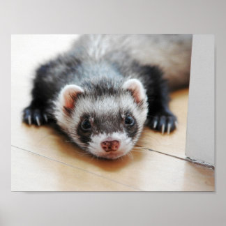 Poster Adorável Sable Ferret