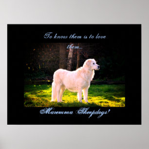 Poster Adoro Maremma sheepdogs II