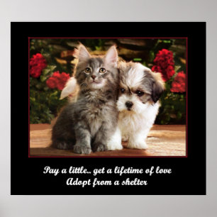 Poster Adotar Um Pet