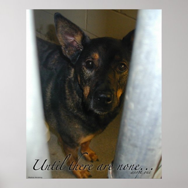 Poster Adote Um! Pôster (Frente)