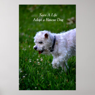Póster Adote um poster/caniche do cão do salvamento