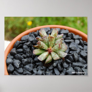 Poster Adromischus, Planta Suculenta