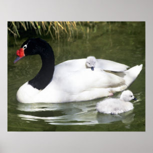 Poster Adulto cisne de pescoço negro e ciganos na água.