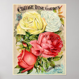 Poster Advertisement Drobisch, Rosa de Algodão