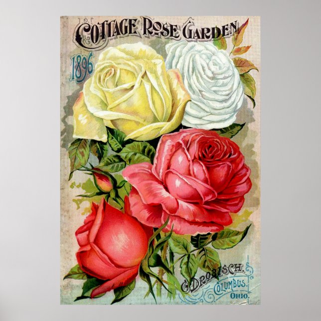 Póster Advertismo do Jardim Rosa de Algodão (Frente)