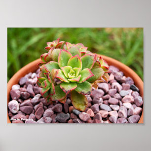 Poster Aeonium Haworthii, Planta Suculenta de Haworth