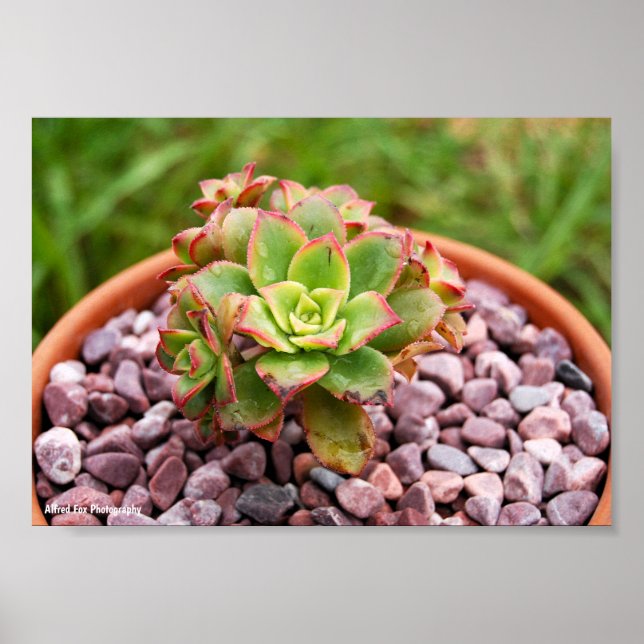 Poster Aeonium Haworthii, Planta Suculenta de Haworth (Frente)