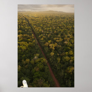 Poster Aerial View of rainforest. Iwokrama Reserve, 2