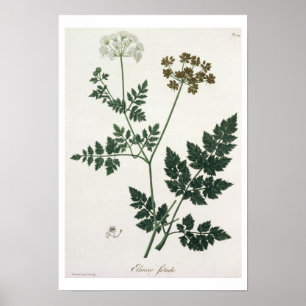 Poster Aethusa Cynapium de 'Phytographie Medicale' por J