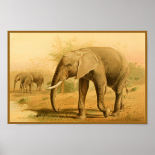 Póster Afafricanos - Elefantes - Vintage Animal Art Impre