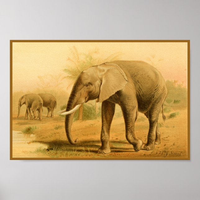 Póster Afafricanos - Elefantes - Vintage Animal Art Impre (Frente)