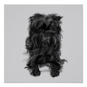 Póster Affenpinscher