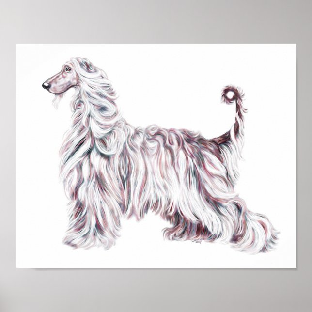 Póster Afghan Hound Elegance (Frente)
