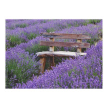 Afixar banco na lavanda