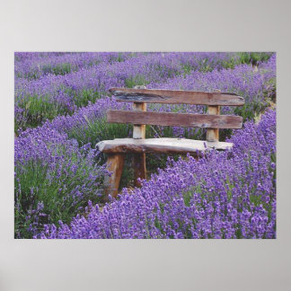 Poster Afixar banco na lavanda