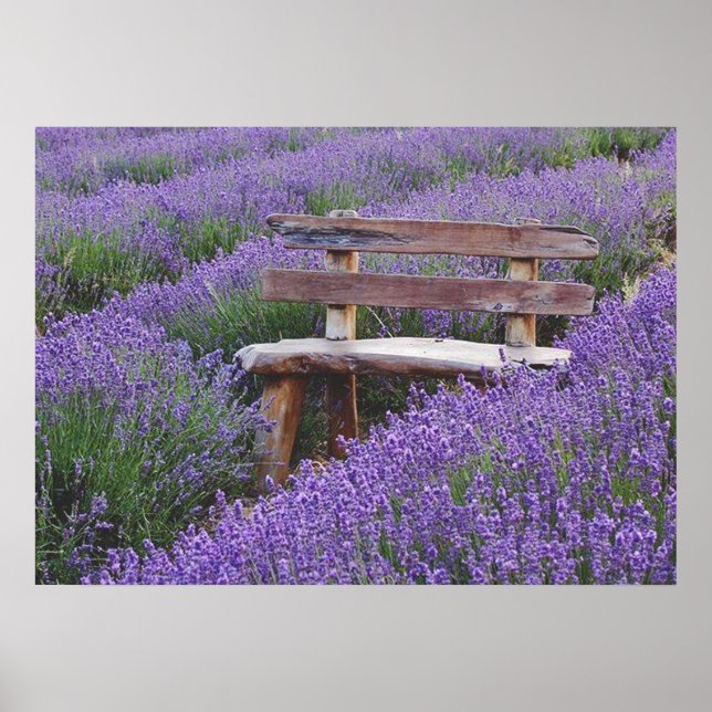 Poster Afixar banco na lavanda (Frente)