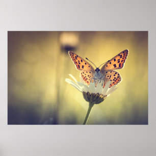 Poster Afixar borboleta Argus