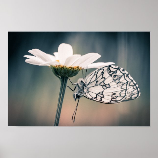 Poster Afixar borboleta Demi-deuil (Frente)