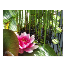 Afixar Nenúfar Zen 27.94x21.59cm