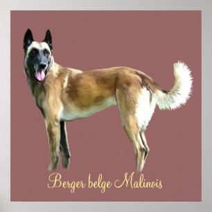Póster afixar pastor belga malinois