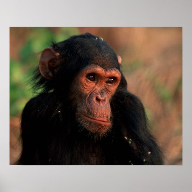 Póster África, África Oriental, Tanzânia, Gombe Nacional  (Frente)