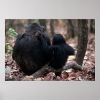 África, África Oriental, Tanzânia, Gombe Nacional