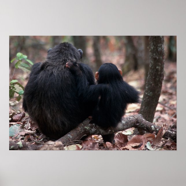 Póster África, África Oriental, Tanzânia, Gombe Nacional (Frente)