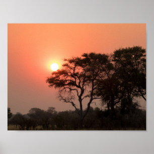 Poster África Árvores do Sol Paisagens Natureza Paisagens