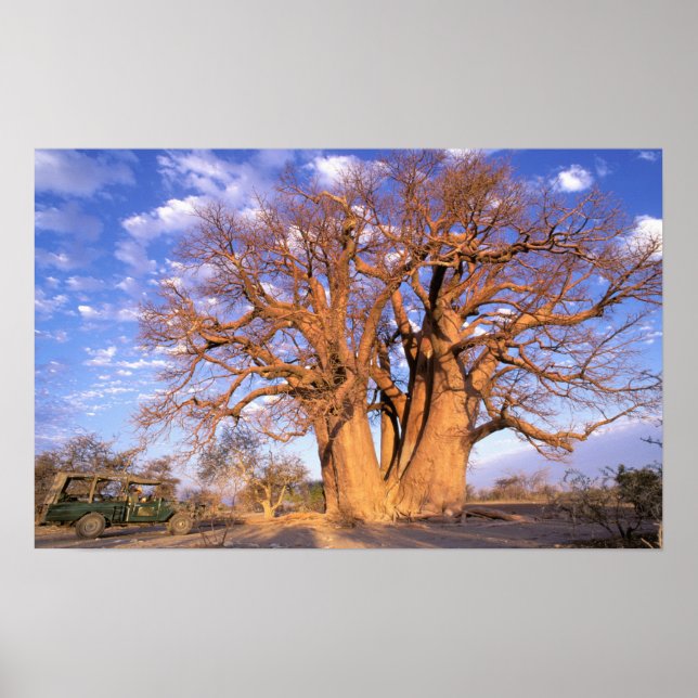 Póster África, Botsuana, Delta do Okavango. Baobab (Frente)