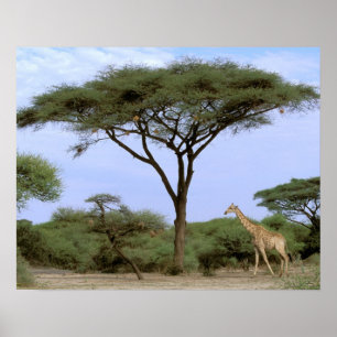 Póster África, Botsuana, Delta do Okavango. Sul