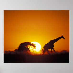 Póster África, Botsuana, Parque Nacional Chobe, Girafa 2