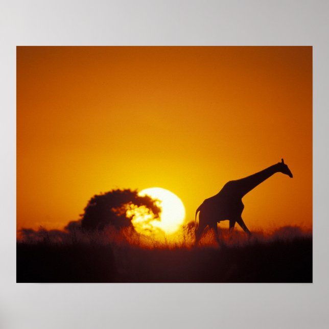 Póster África, Botsuana, Parque Nacional Chobe, Girafa 2 (Frente)