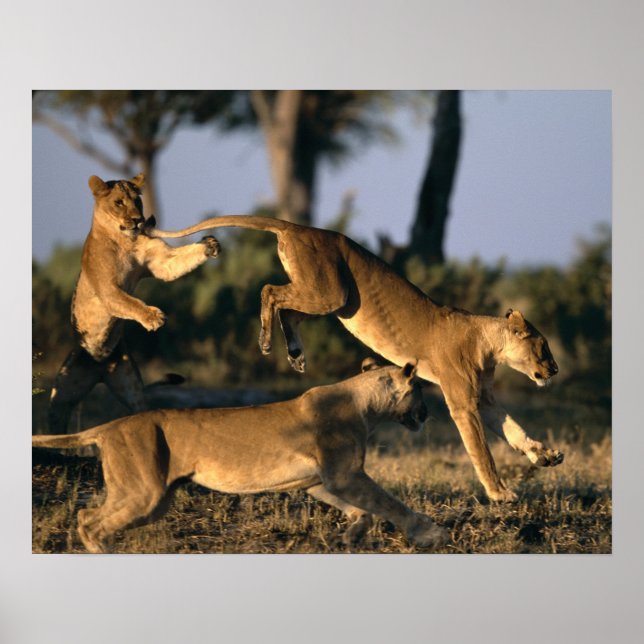 Póster África, Botsuana, Parque Nacional Chobe, Leões (Frente)