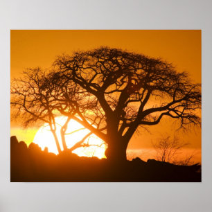 Póster África, Botsuana, pôr silhuetas solares Baobab