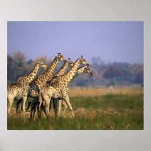 Poster África, Botsuana, Reserva de Caça Moremi