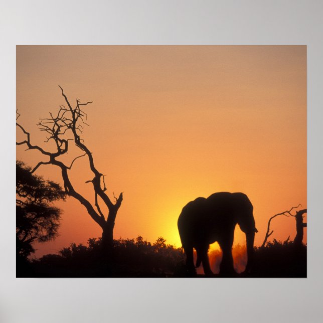 Póster África, Botswana, Chobe National Park, Configuraçã (Frente)