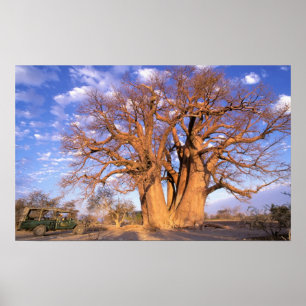 Póster África, Botswana, Okavango Delta. Baobás