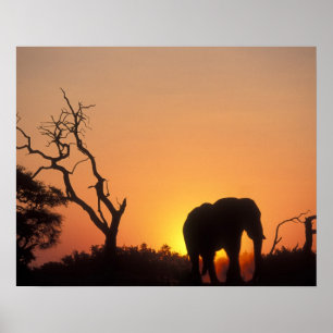 Póster África, Botswana, parque nacional de Chobe,