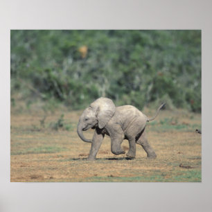 Poster África do Sul, Parque Nacional Addo Elephant. Bebê