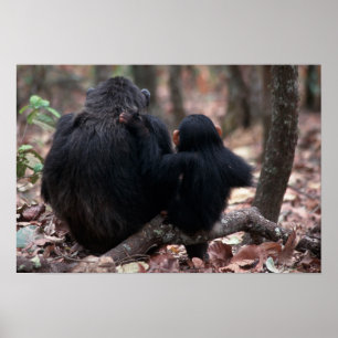 Póster África, East Africa, Tanzânia, nacional de Gombe