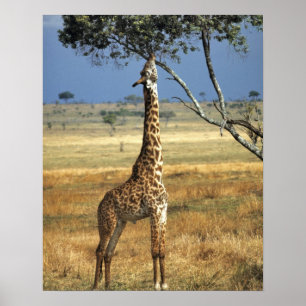 Poster África, Kenya, Amboseli NP. Uma terra comum, ou