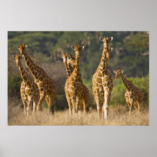 Póster Africa. Kenya. Herd of Reticulated Giraffes