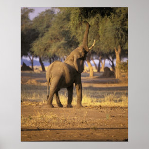 Poster África, Kenya, Masai Mara. Elefante (Loxodonta
