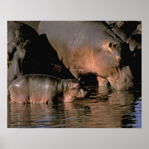 Poster África, Kenya, Masai Mara. Hippopotamuses comuns