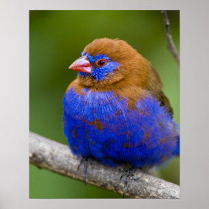 Poster Africa. Kenya. Purple Grenadier