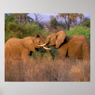 Póster África, Kenya, Samburu. Desafio do elefante