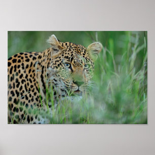 Poster África Leopardo
